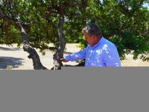 Çeşme, Dünya Sakız Üretiminde Yerini Almak İstiyor
