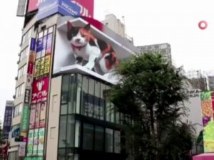 Tokyo’daki 3 Boyutlu Dev Kedi Gerçeğini Aratmıyor