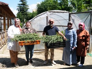 Giresun’da Şeker Otu Olarak Bilinen ’Stevia’ Hasadı Yüz Güldürdü