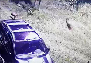 Rize’de Bahçeyi Talan Eden Domuzlar Güvenlik Kamerasına Yakalandı