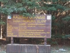 Tarihin Yönünü Değiştiren Ağaç
