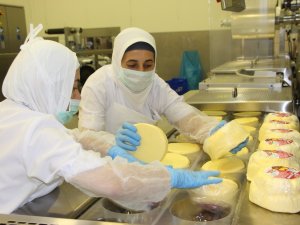 Kebir Süt 98 Sıra Birden Yükseldi