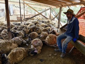 Gümüşhane’de Ağıla Giren Kurtlar 103 Koyunu Telef Etti, 43 Koyunu Yaraladı