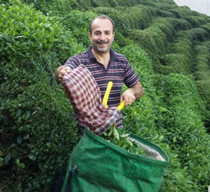 ÇAYKUR Bugün 7 Bin Ton Yaş Çay Alımı Gerçekleştirdi