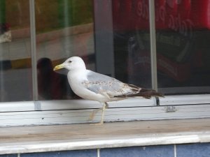 Aç Martı Pidecinin Kapısında Böyle Bekledi