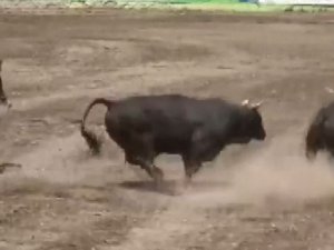 Boğa Güreşleri Festivalinde Boğa Sahibinin Üzerinden Geçti