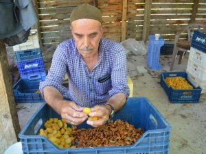 Kayısıda Patik Dönemi Başladı
