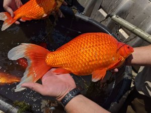 Abd’de Göle Bırakılan Japon Balıkları Aşırı Büyüdü