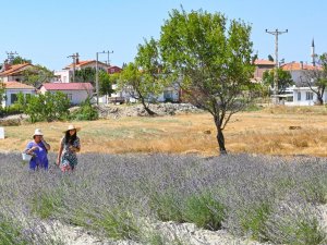Gelibolu Tarihi Yarım Adası Lavantalarla Bezendi