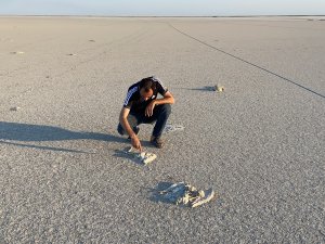 Flamingo Cenneti Tuz Gölü’nde Flamingo Ölümleri