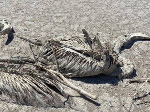 Konya Valiliğinden Tuz Gölü’ndeki Flamingo Ölümlerine İnceleme