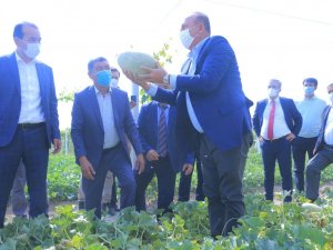 Çavuşoğlu, Özbekistan’da Tarladan Kavun Ve Karpuz Topladı
