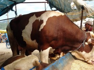 Kurban Pazarının ’Paşa’sı Alıcısını Bekliyor