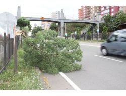Giresun’da Şiddetli Rüzgar Ağaçları Devirdi