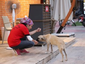Susuz Kalan Köpeğe Su İçiren Belediye Personeli Yürekleri Isıttı