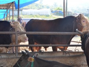 İ̇kiz Boğalar Pazarın Gözdesi Oldu