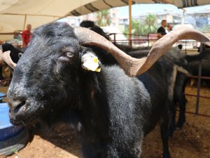 160 Kilogramlık Honamlı Keçileri Kurban Pazarının Gözdesi Oldu