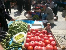 Osmanlı Domatesine Büyük İlgi