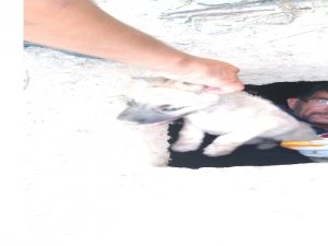 Iğdır’da Foseptik Çukuruna Düşen Yavru Köpek Kurtarıldı