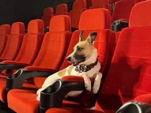 Çekya’da Sokak Köpeklerinin Hayatını Anlatan Film Vizyonda
