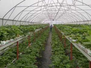 Giresun’da Yürütülen Tarımsal Projeler Yüz Güldürüyor