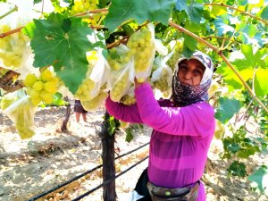 Dünyaca Ünlü Üzümleri Korumak İçin 4 Bin Salkımı Çöp Poşetleriyle Kapladı