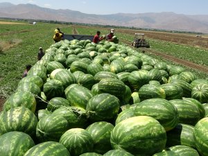 Muş’ta Yılın İlk Karpuz Hasadına Başlandı