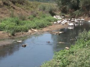 Alibeyköy Barajına Akan Dere Korkuttu