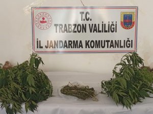 Trabzon’da 152 Kök Hint Keneviri Ele Geçirildi