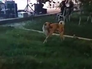 Düğün Müziğine Kapılan Köpek Dans Etti