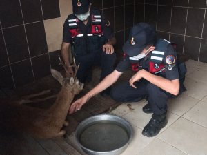 Jandarma Yaralı Karacayı Devriye Arabasıyla Barınağa Taşıdı