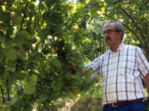 Fındık Üreticisi Hasat Öncesi Fiyat Açıklanmasını Bekliyor