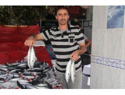 Karadeniz’de Balık Bereketi
