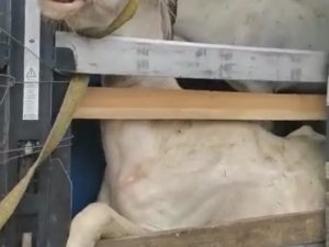 Hopa’da Dorsesi Hasta Atlarla Dolu Tırı Görenler Ne Yapacağını Şaşırdı