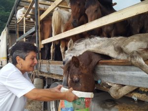 Hasta Atlarla Sınırı Geçemeyeceğini Anlayınca Hopa’daki Tır Parkında Atları Kaderine Terk Etmiş