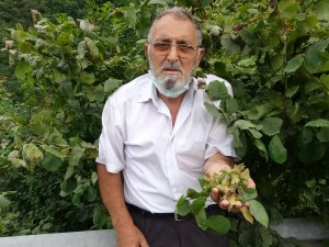 Doğu Karadeniz’de Fındık Hasadı Başladı