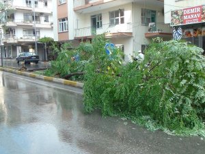 Fırtına Sebebiyle Devrilen Ağaca Vatandaş Müdahalesi