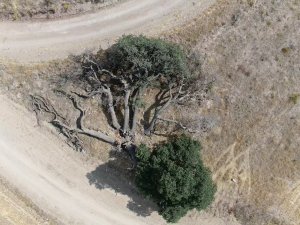 3 Asırlık Ağaca Kimse Dokunamıyor, Sebebi İse Çok Farklı