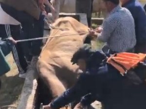 Artvin’de Su Yalağına Düşen İneği Böyle Kurtardılar