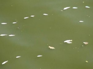 Asi Nehri’nde Balık Ölümleri