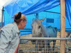 Artvin’de Bir Tırın Dorsesinde Ölüme Terk Edilen Atların Sahibine 35 Bin Lira Para Cezası Kesildi