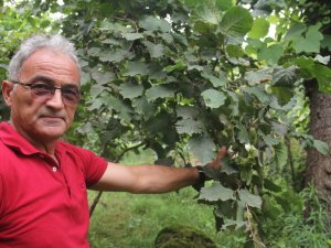 “Fındık Pazara İnmeden Fındık Fiyatı Açıklansın” Çağrısı