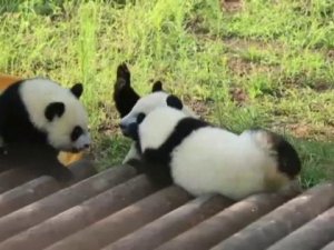 Pandaların Oyunu İlgi Topladı