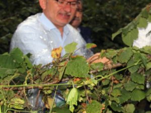 Ak Parti Giresun Milletvekili Kadir Aydın: “Üreticinin Beklediği Fiyat Açıklandı”