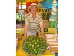 Havran'da Mandalina Hasadına Başlandı
