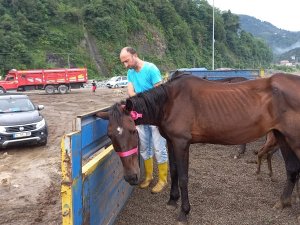 Artvin’de Bir Tırın Dorsesinde Ölüme Terk Edilen Atlar Yediemin Olarak Ardanuç İlçesinde Bir Çiftliğe Gönderildi