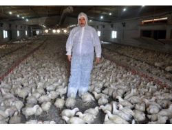 Tavukta Emirlik Bereketi Yaşanıyor