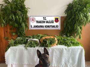 Annesinin Bahçesine Kenevir Ektiler, İlçe Merkezine Getirirken Yakalandılar