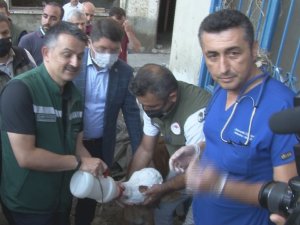 Bakan Pakdemirli, Sahibinin Selden Kurtardığı Buzağıyı Elleriyle Besledi