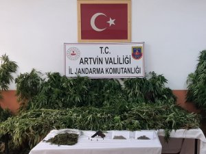 Artvin’de Jandarmadan Uyuşturucu Operasyonu